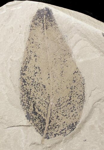 Fossil Gymnocladus hesperia Leaf - Green River Formation #20215